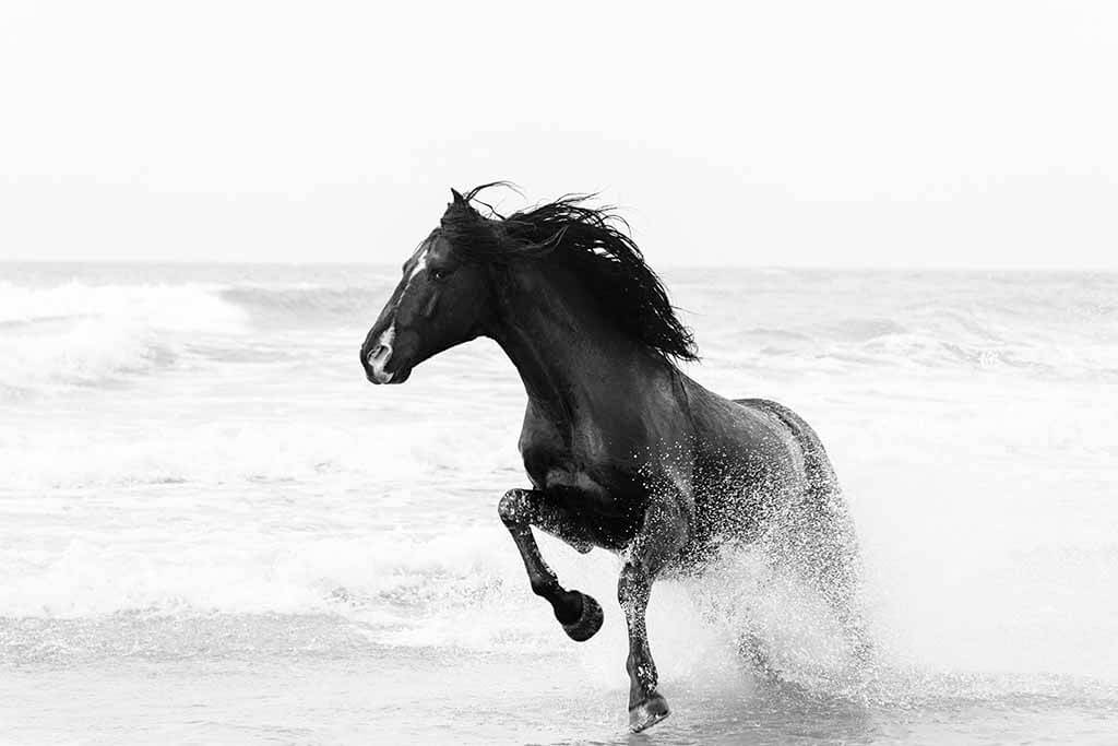 Black Stallion on the beach - Create Away