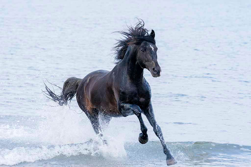 Black Stallion On The Beach - Create Away