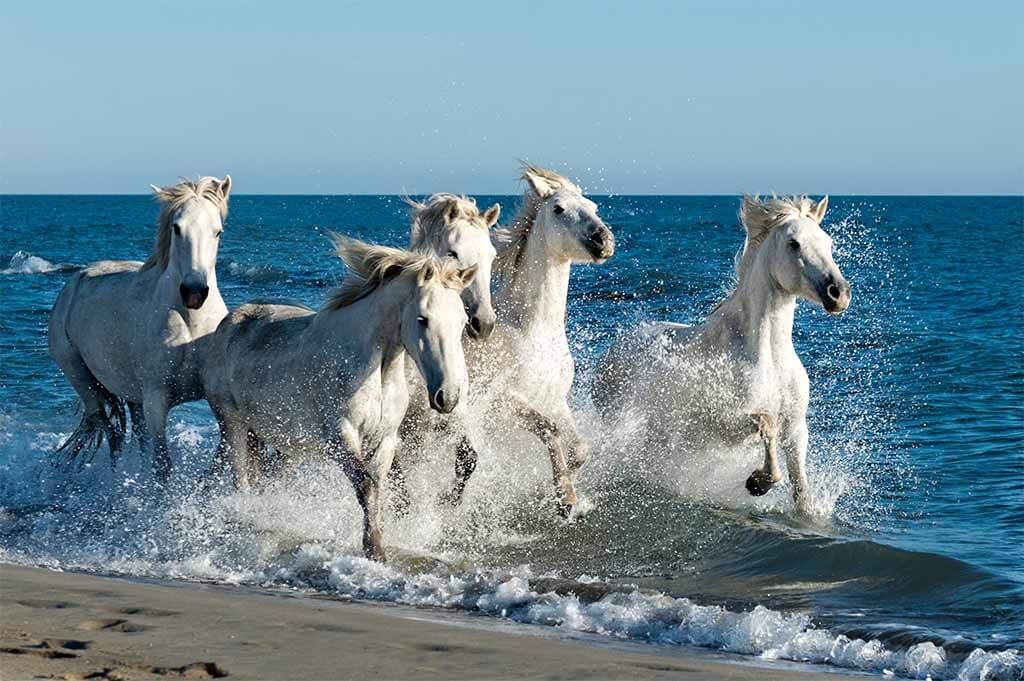 white wild horses