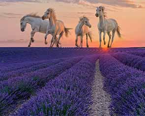 Provence Lavender & White Horses