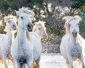 Photography workshop tour Wild White Horses Saint Louis Festival Wild White Horses Saint Louis Festival