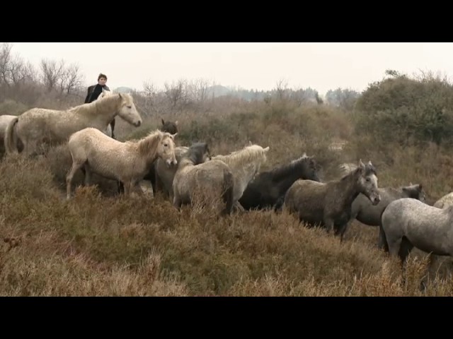 Serge Krouglikoff And The Camargue Horses