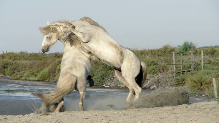 Ultimate Camargue Festival