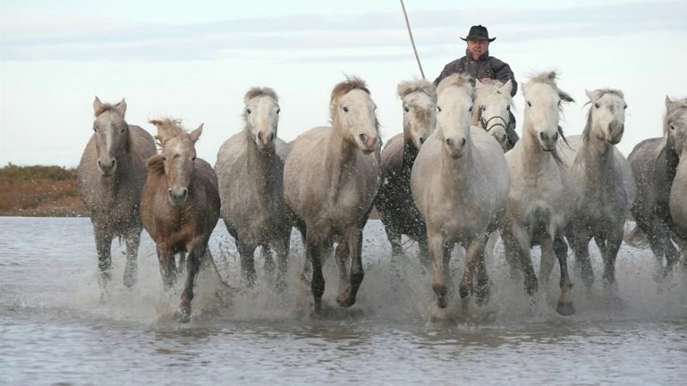 Ultimate Wild White Horses