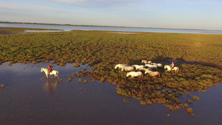 White Horses In The Marsh By Drone