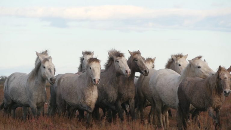 Wild White Horses