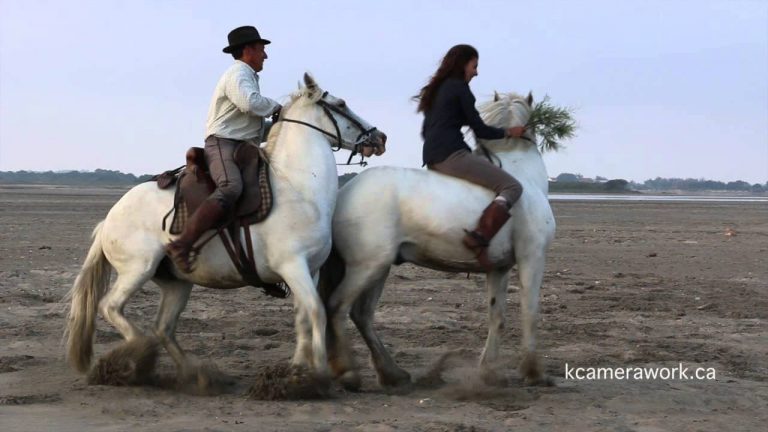 Wild White Horses By Keiko Imaizumi